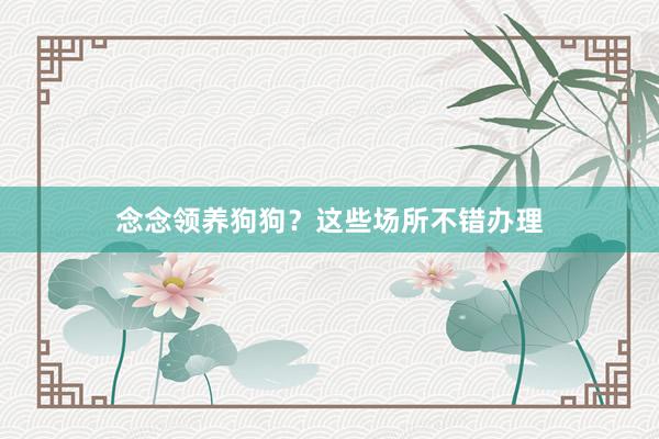 念念领养狗狗？这些场所不错办理