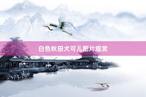 白色秋田犬可儿图片观赏